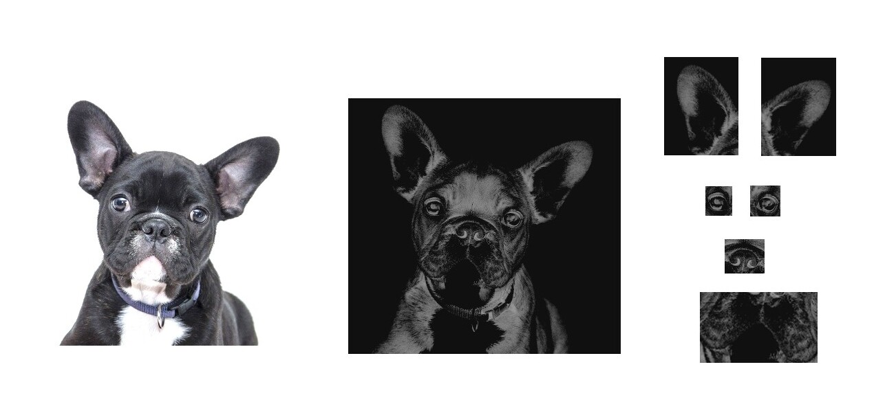 PERRO